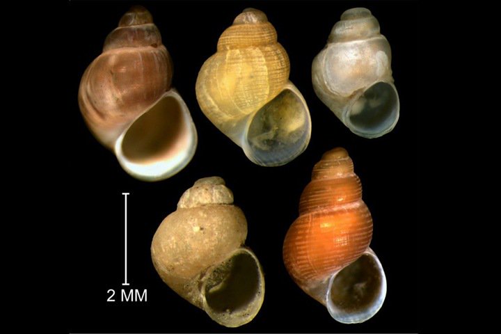 Snails with penises will help assess the Arctic pollution